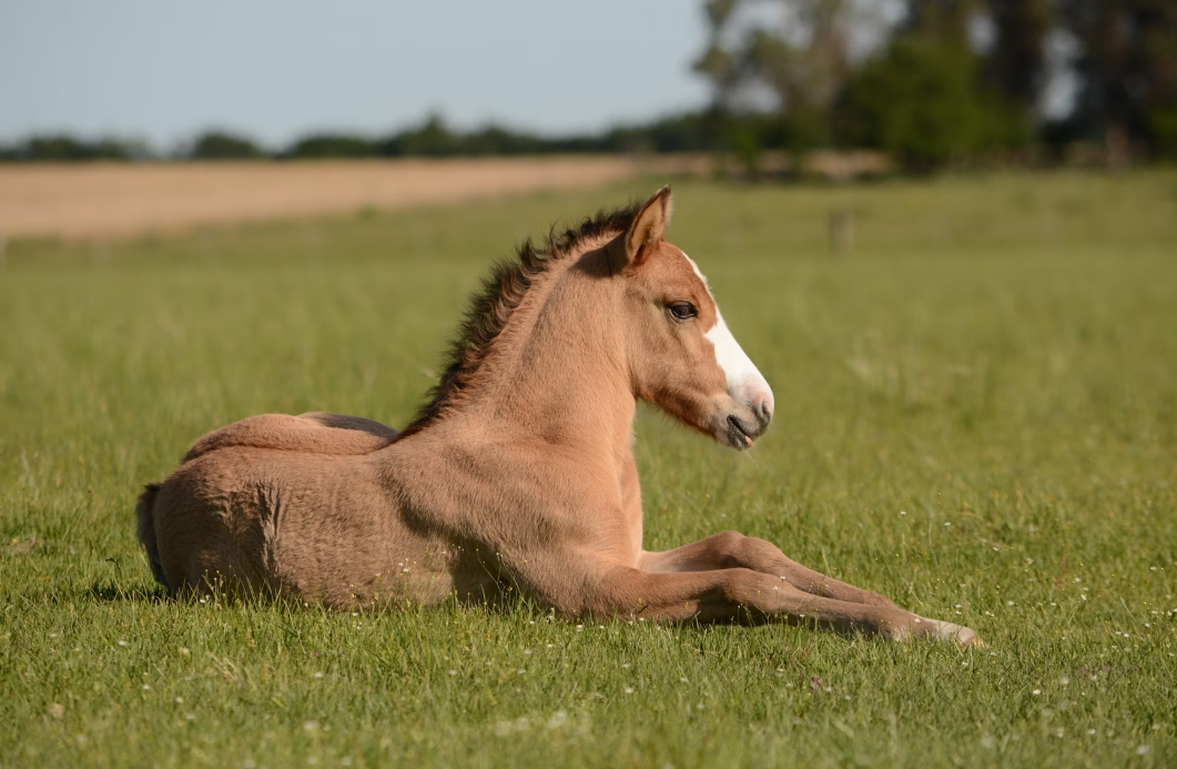 Specialty Vet Services