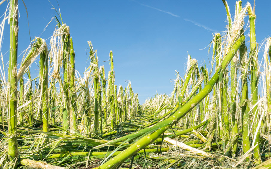 Crop Hail Insurance