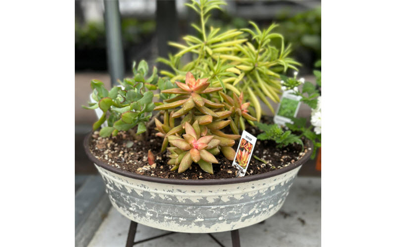 Indoor Plants and Decor