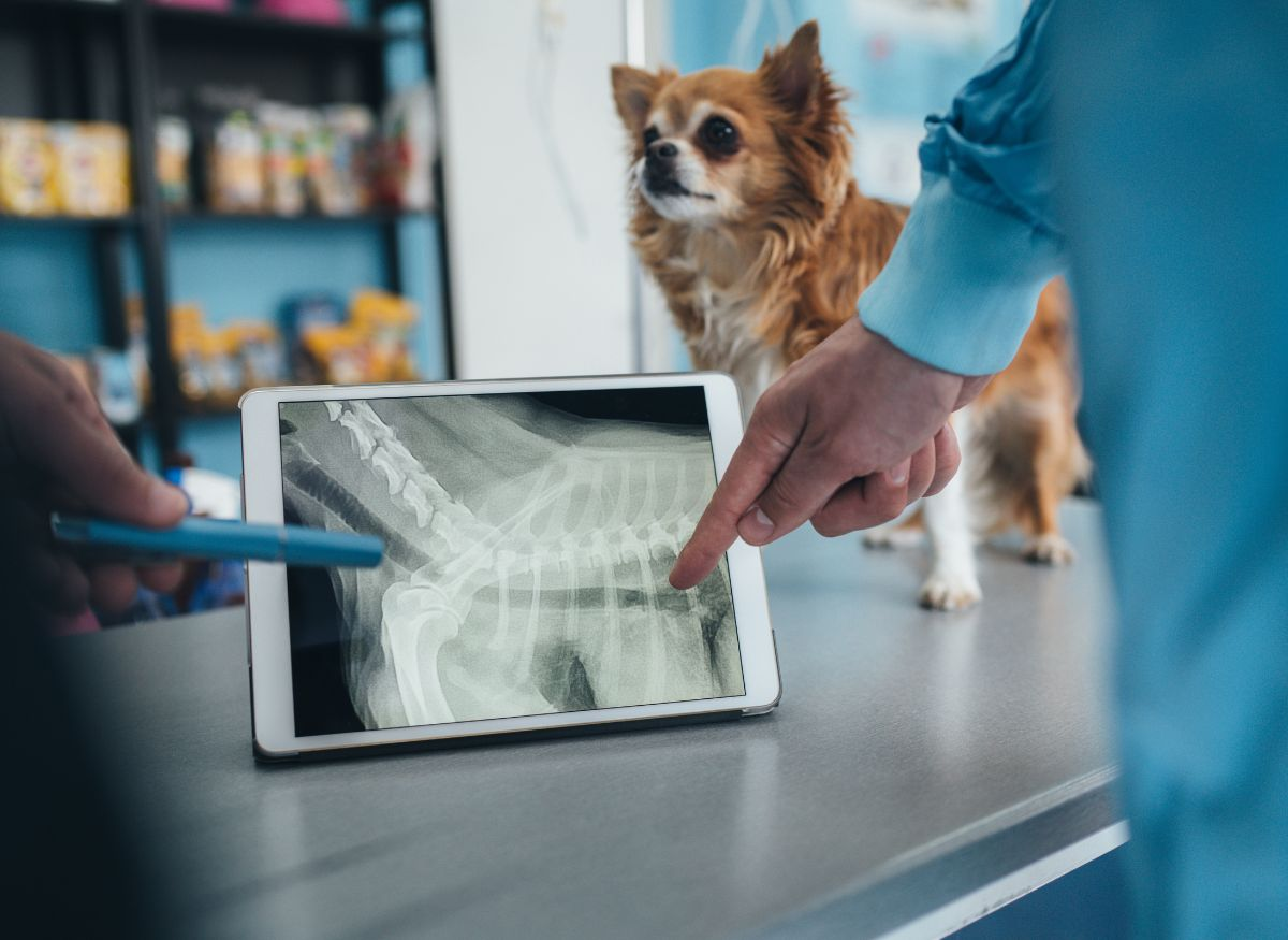 Pet Diagnostics