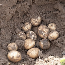 Chipping Potatoes