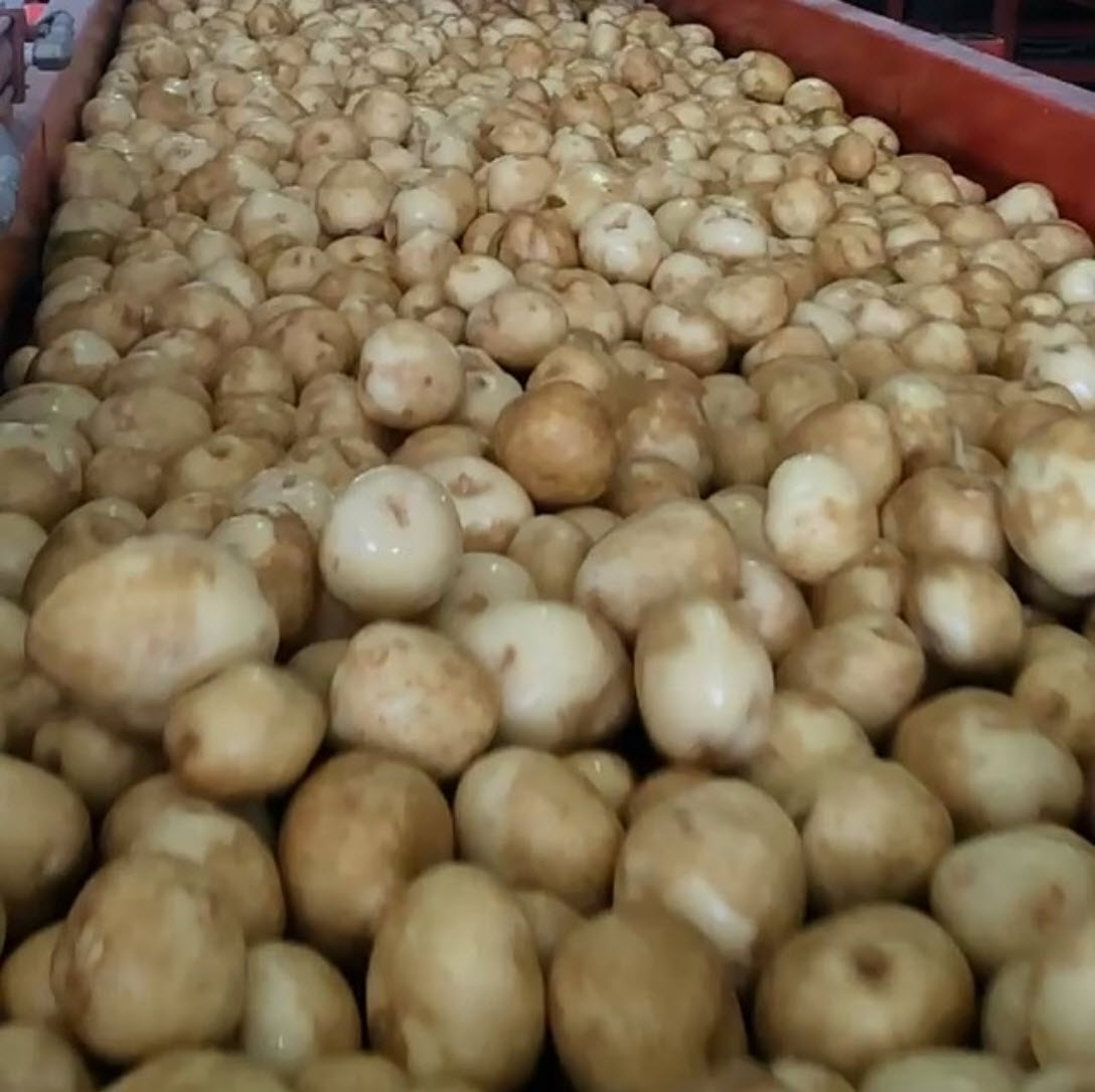 Sustainable Potato Farming