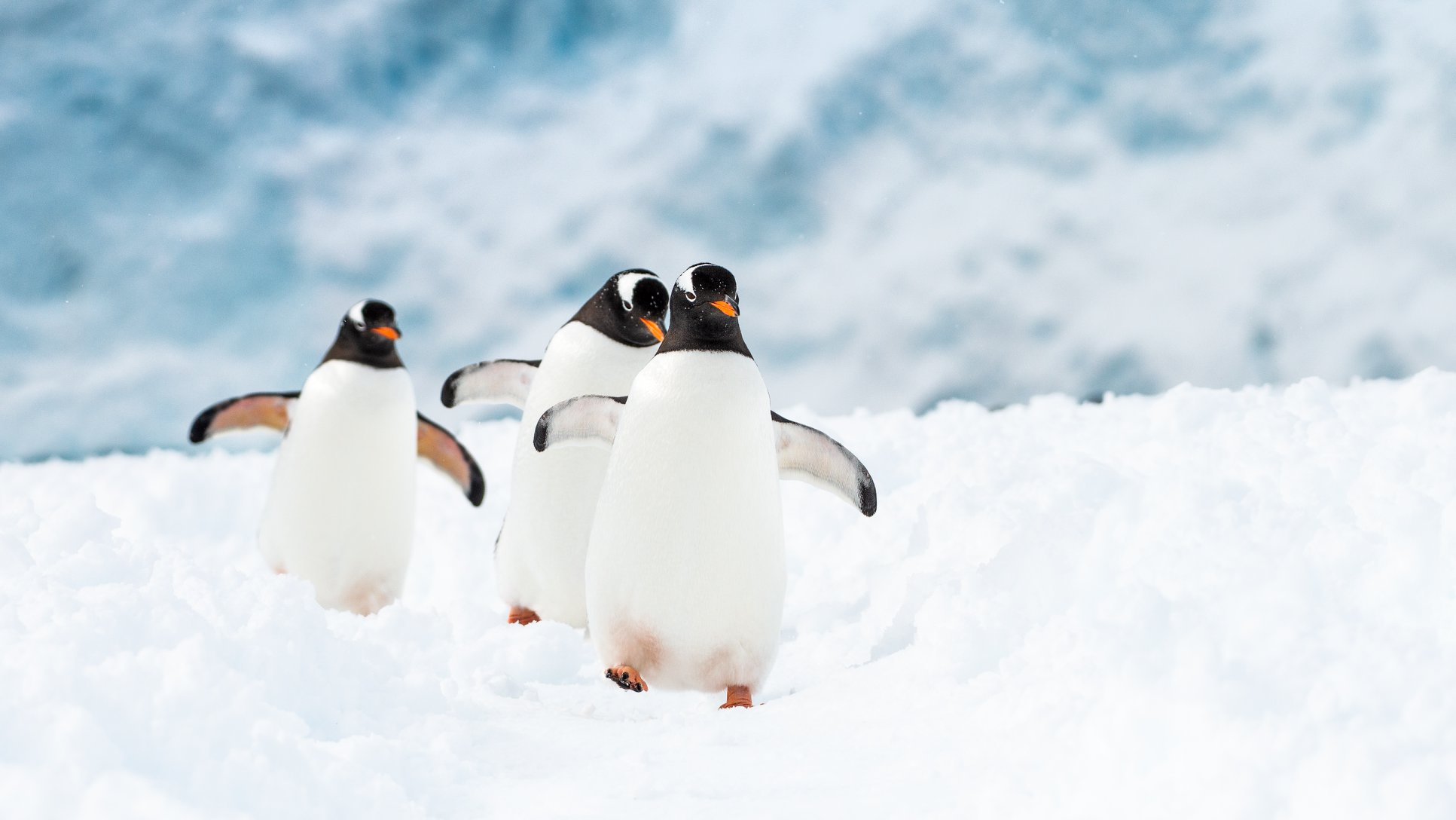 Winter Adventure