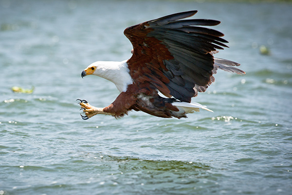 Birdwatching