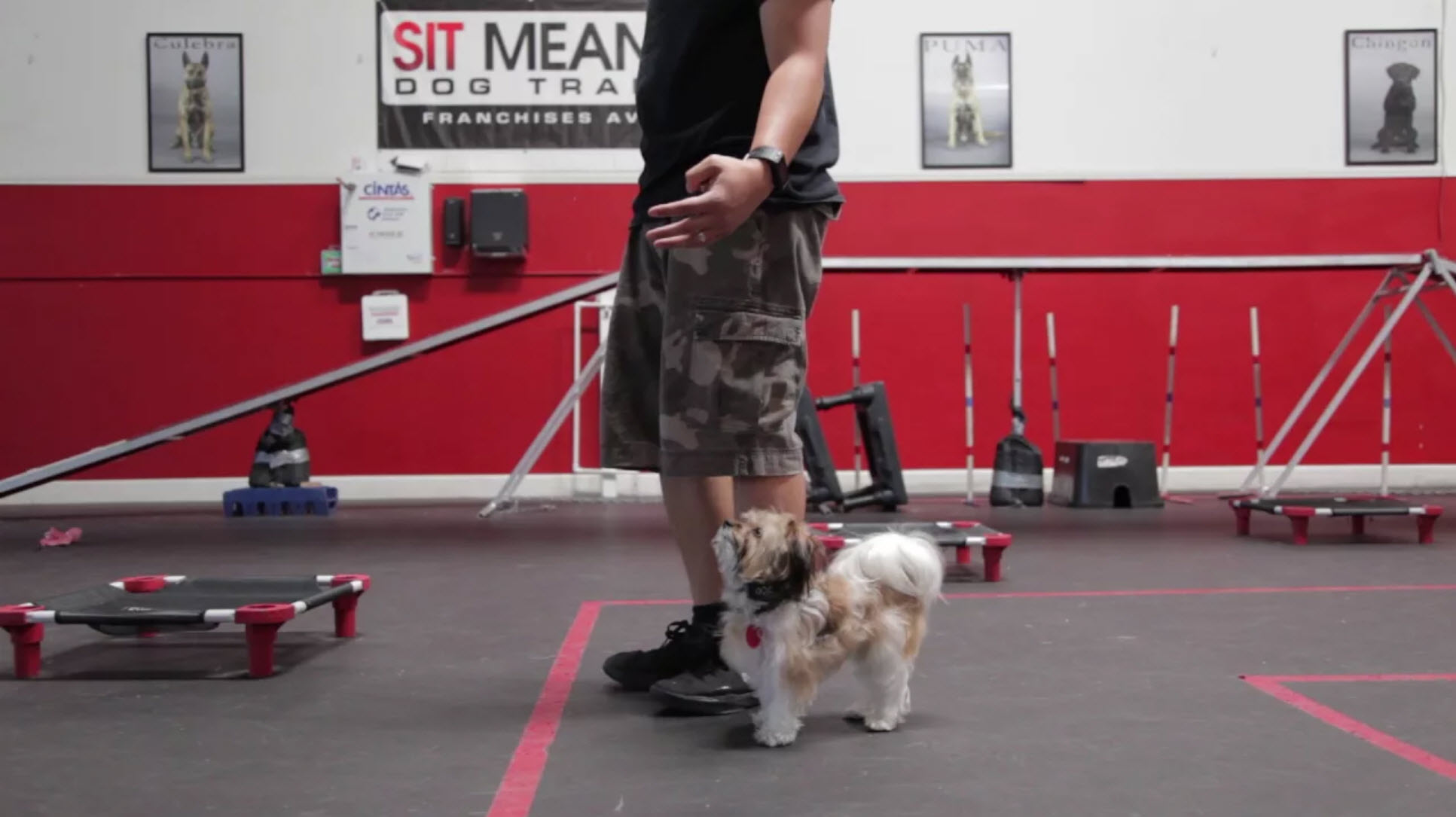 Mobile Dog Training