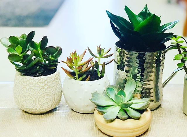 Plants