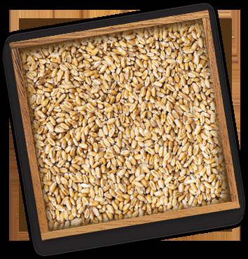 Wheat