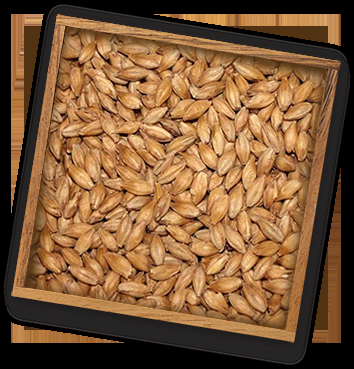 Barley
