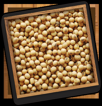 Oilseeds