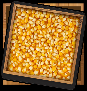 Feed Grains & Cover Crops
