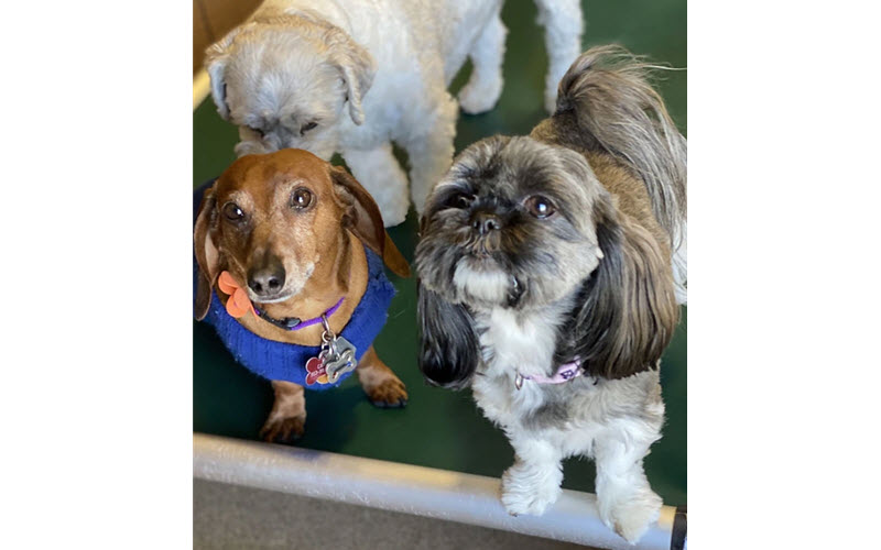 Doggie Daycare