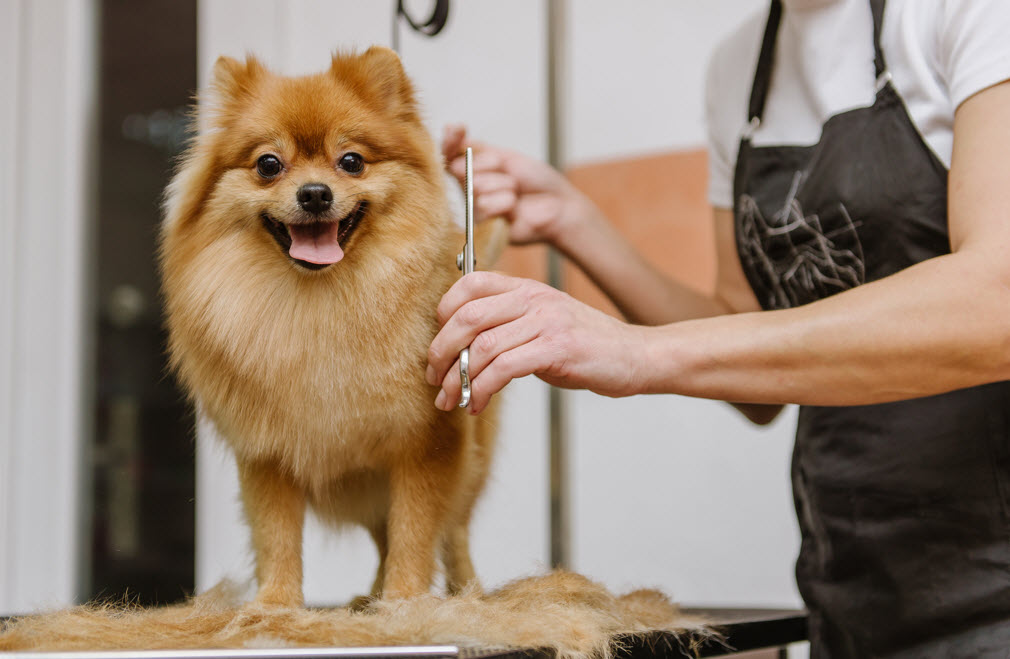 Pet Care Services