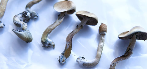 Psilocybin Therapy