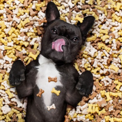 Dog Food