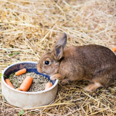 Rabbit Gourmet
