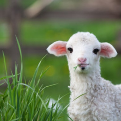 Lamb Feed