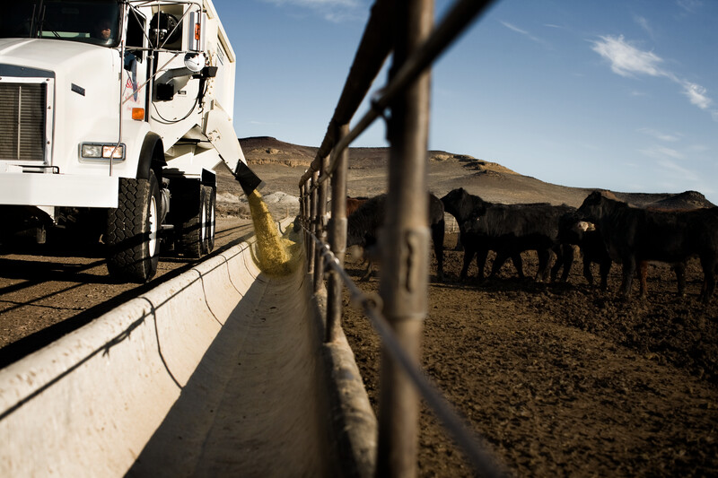 Custom Cattle Feeding