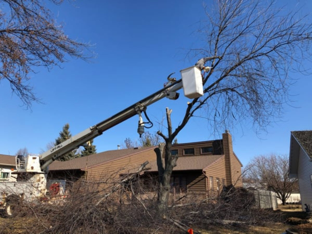 Tree Removal