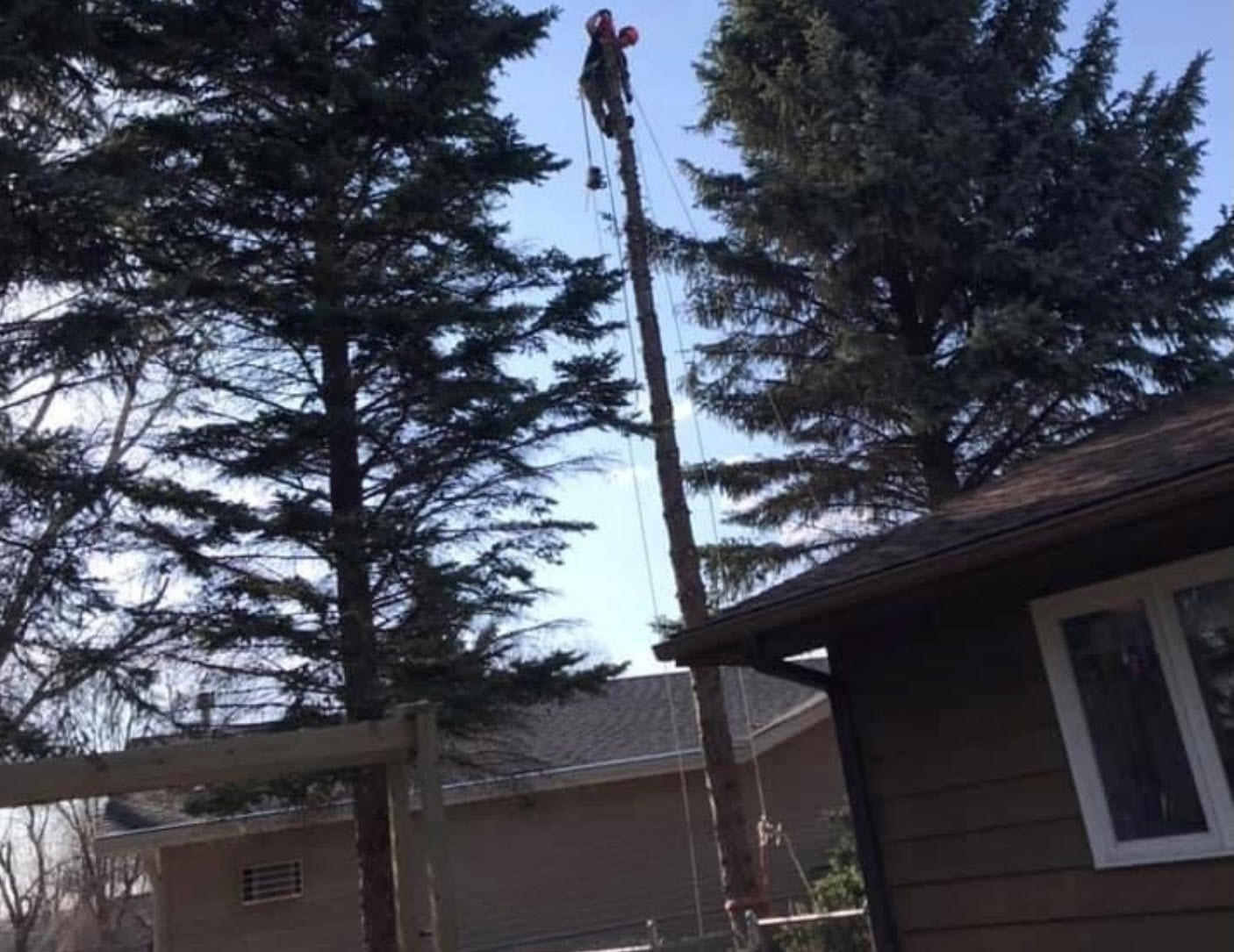 Pine Tree Topping