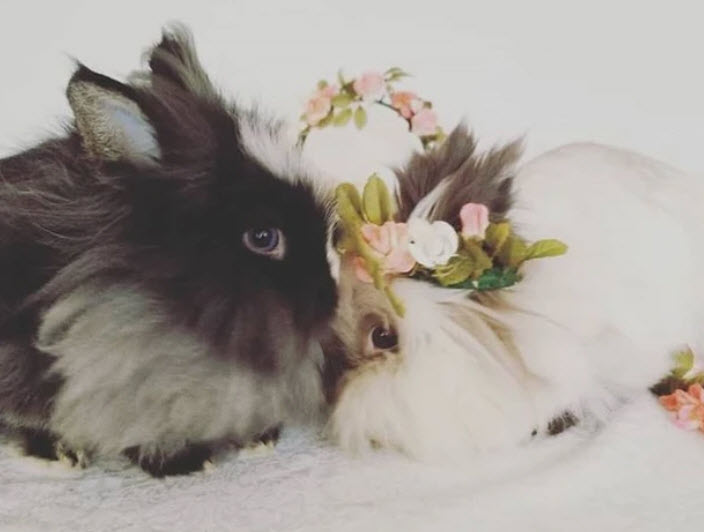 Pet and Animal Photography