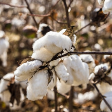 Cotton Ginning Supplies