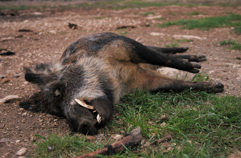 Hog Hunting