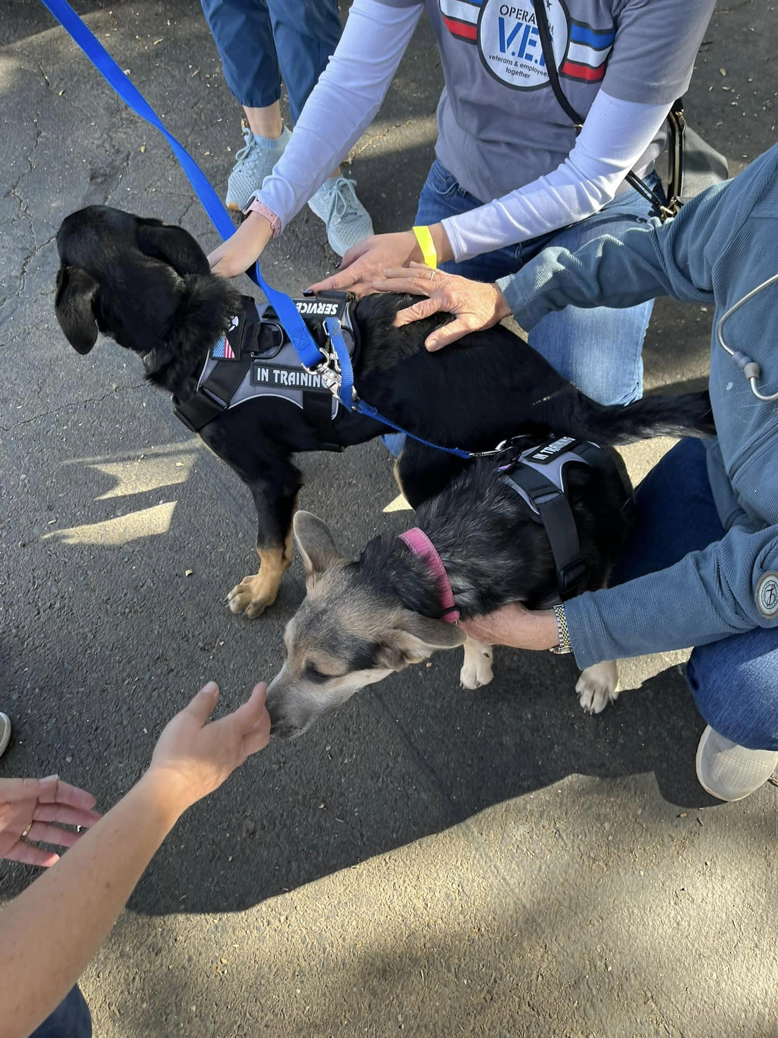 Foster Help