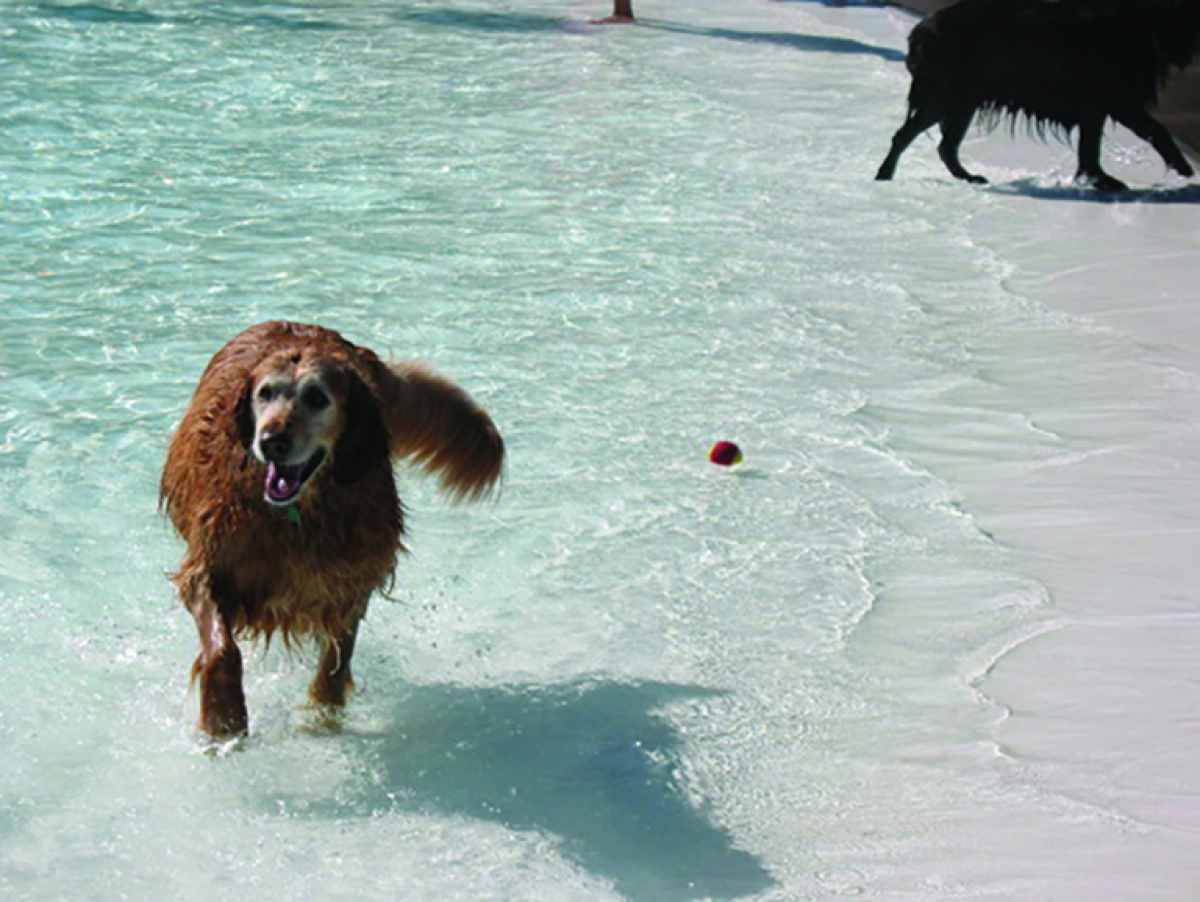 Doggie Splash