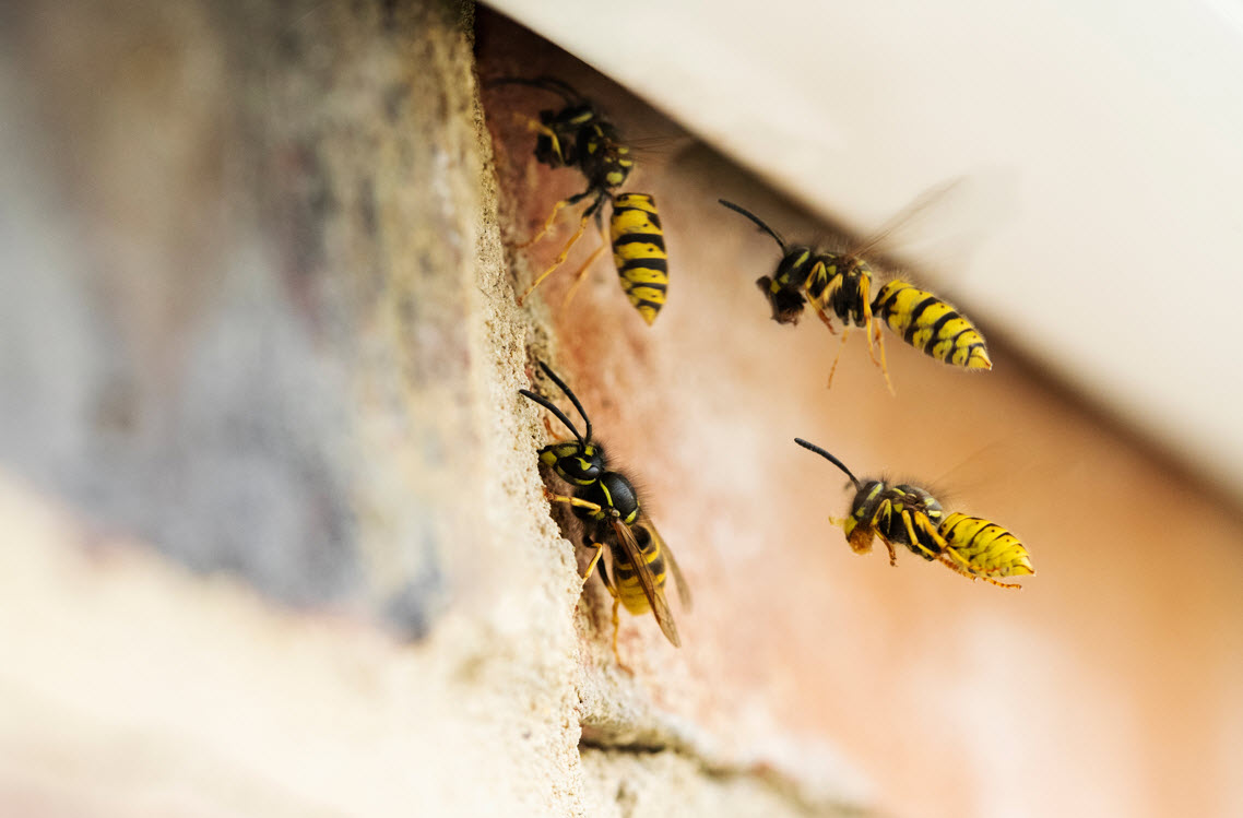 Wasps