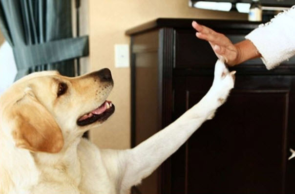 Pet-Friendly Accommodations