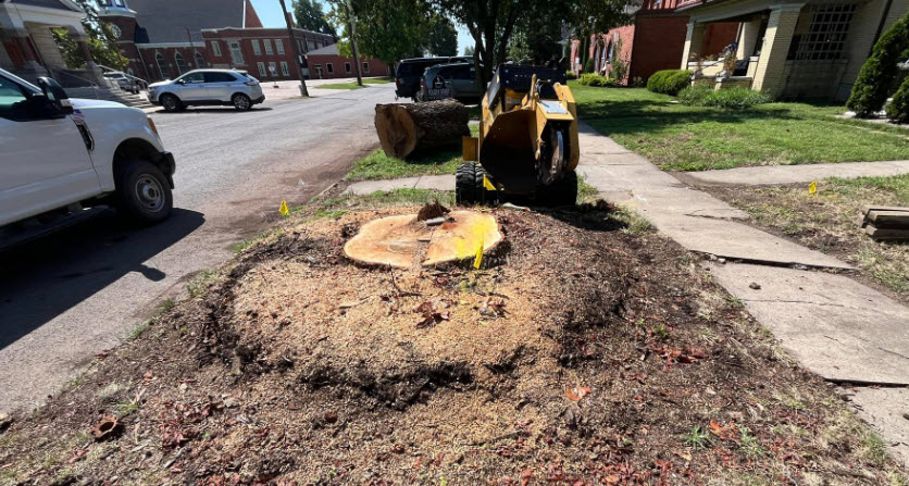 Tree Root Removal