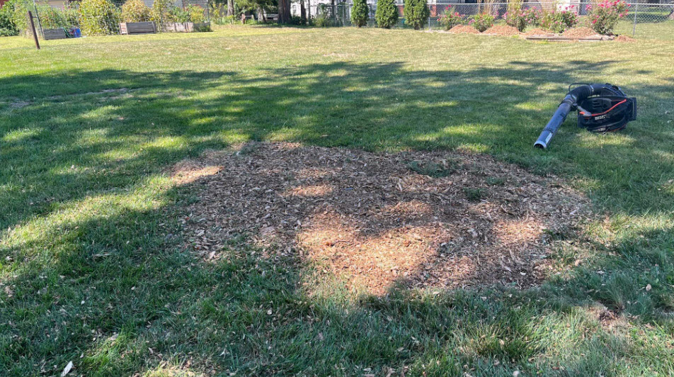 Emergency Stump Removal