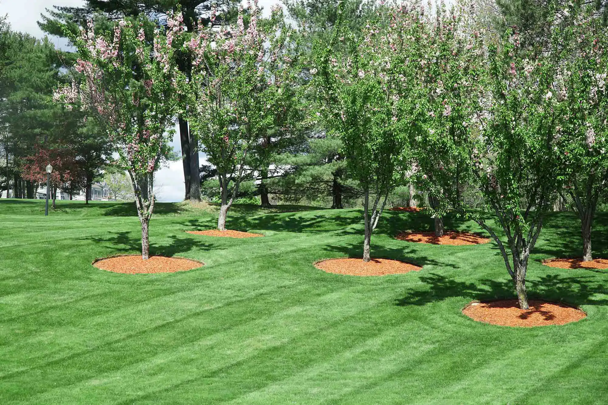 Commercial Landscape Maintenance