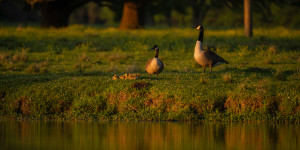 Wildlife & Landscape	