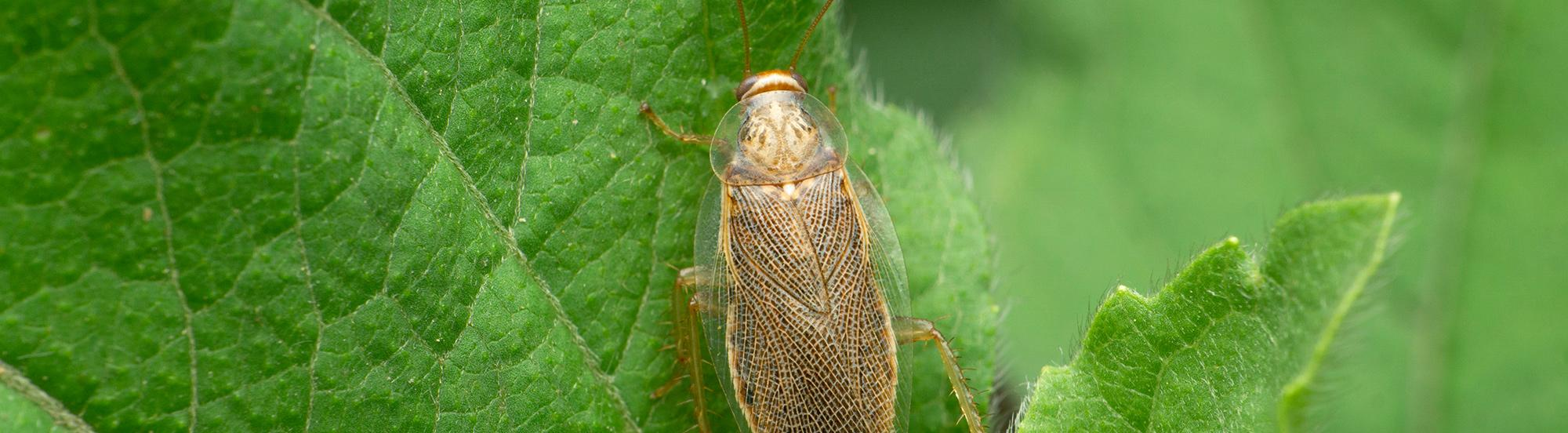 Wood Cockroach