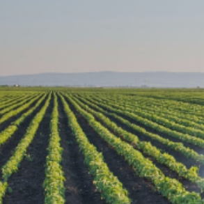 Agriculture
