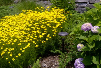 Garden Design 
