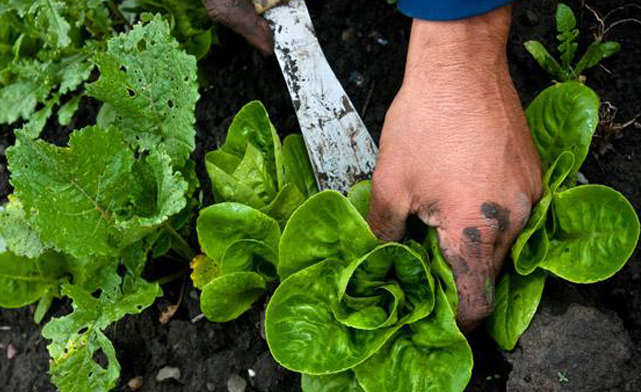 Organic Produce