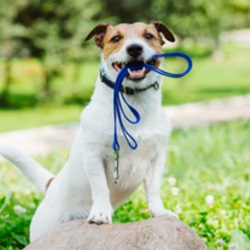 Collar & Leashes