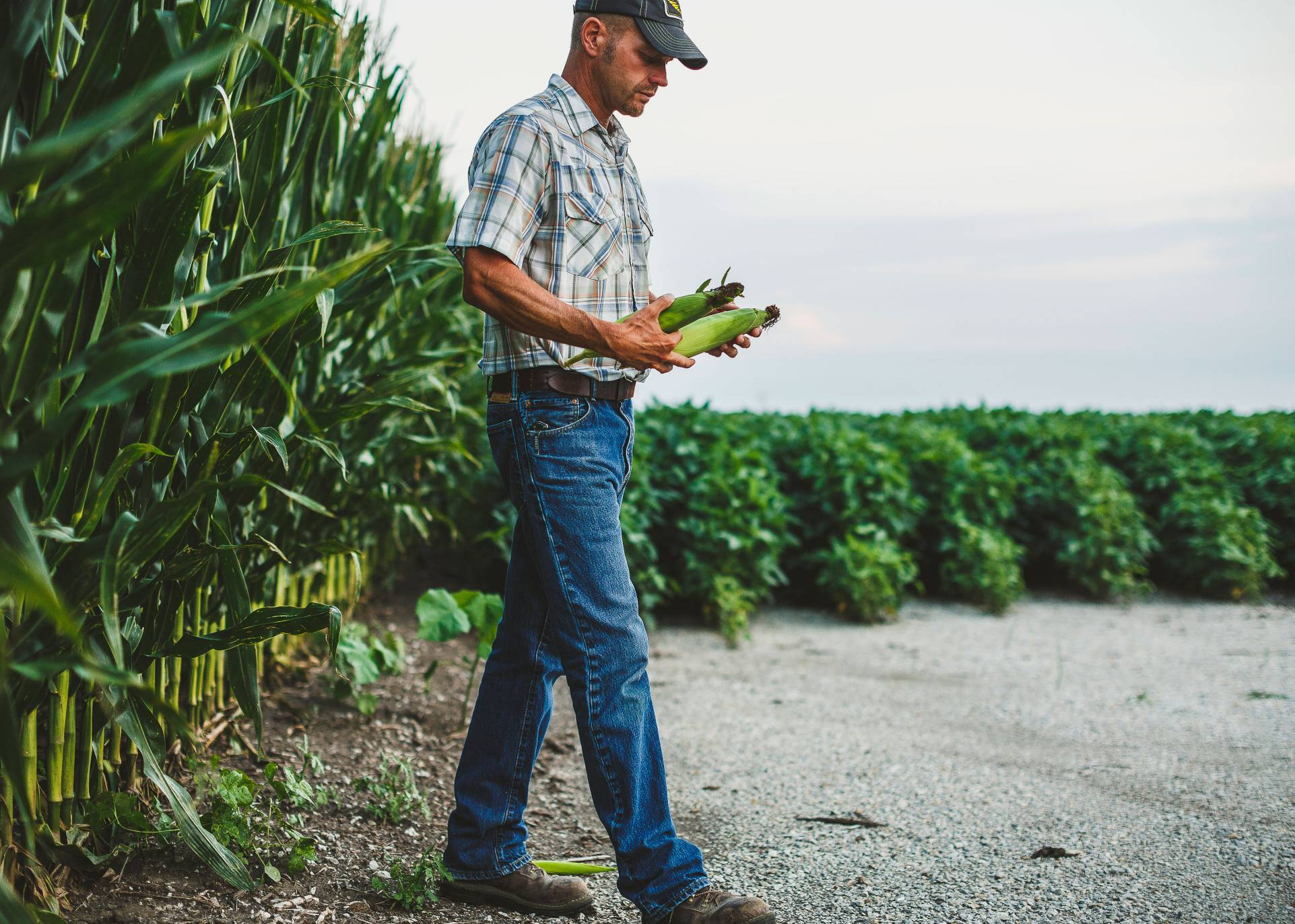 Crop Insurance