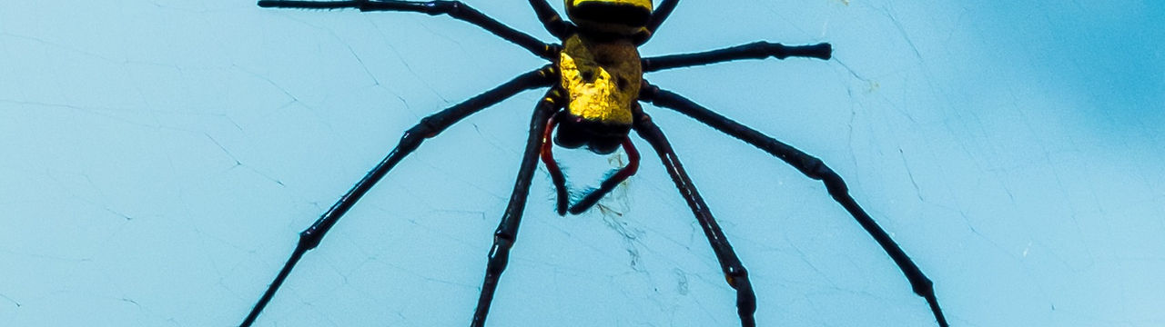 Monthly Pest Control 