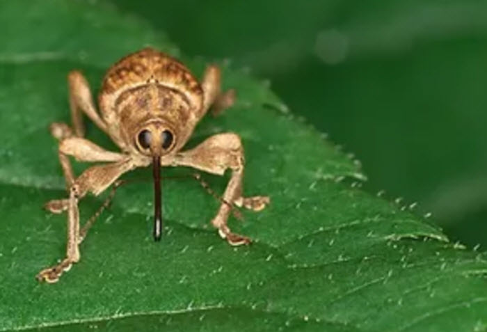 Bi-monthly Pest Control 