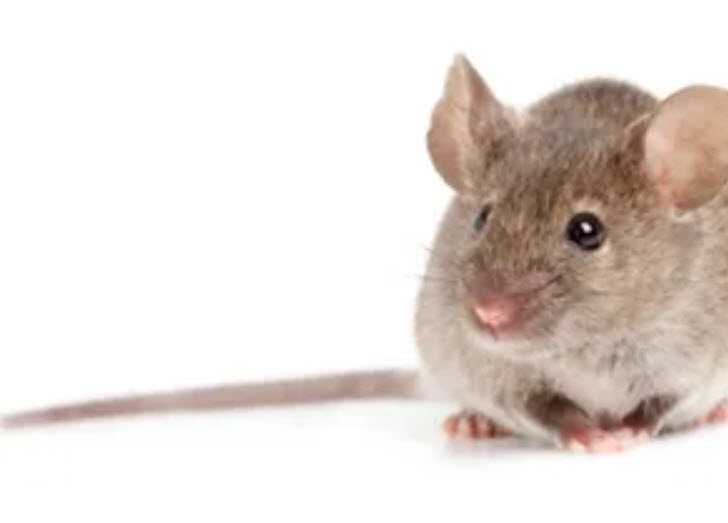 Bird & Rodent Control
