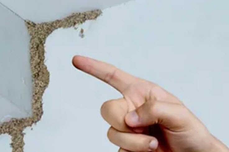 Termite Inspection 