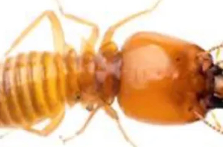 Termite Treatment 