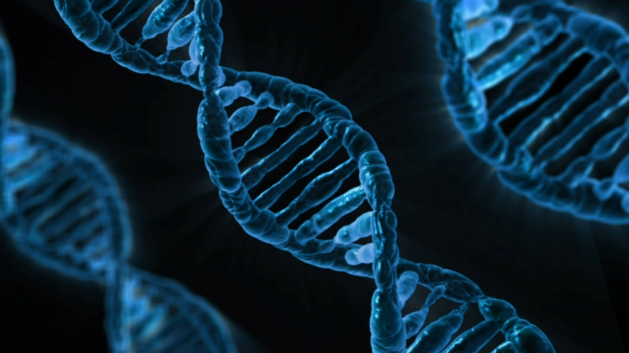 Paternity Testing
