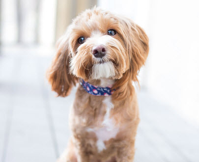 Pet Food Assistance