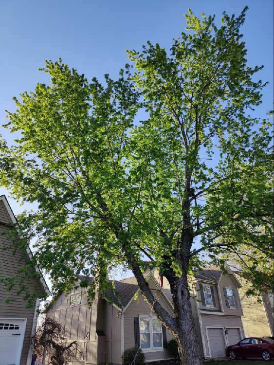 Tree Trimming