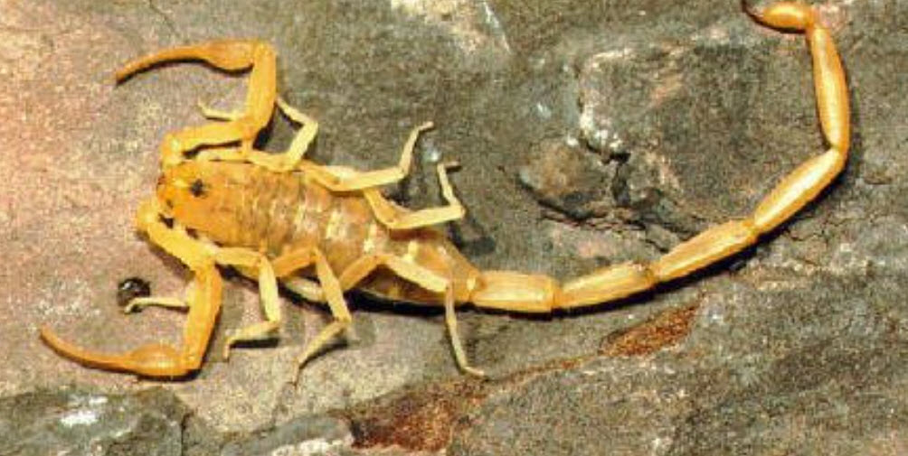 Escrow/Home Owner Termite Inspections