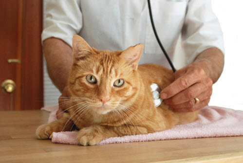 Pet Comprehensive Physical Exams 